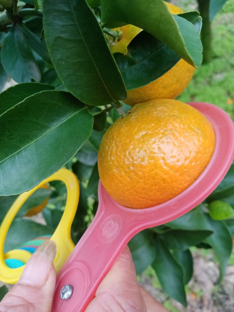 金秋沙糖橘