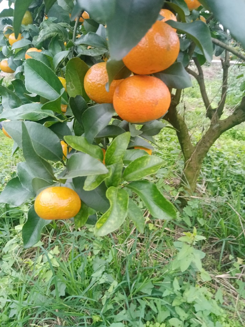 金秋沙糖橘