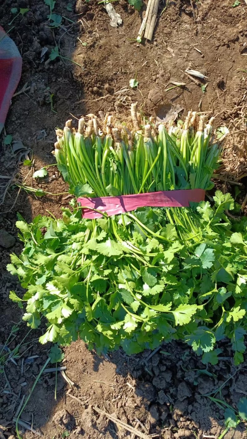香菜大量上市中，货源充足支持全国各地发货