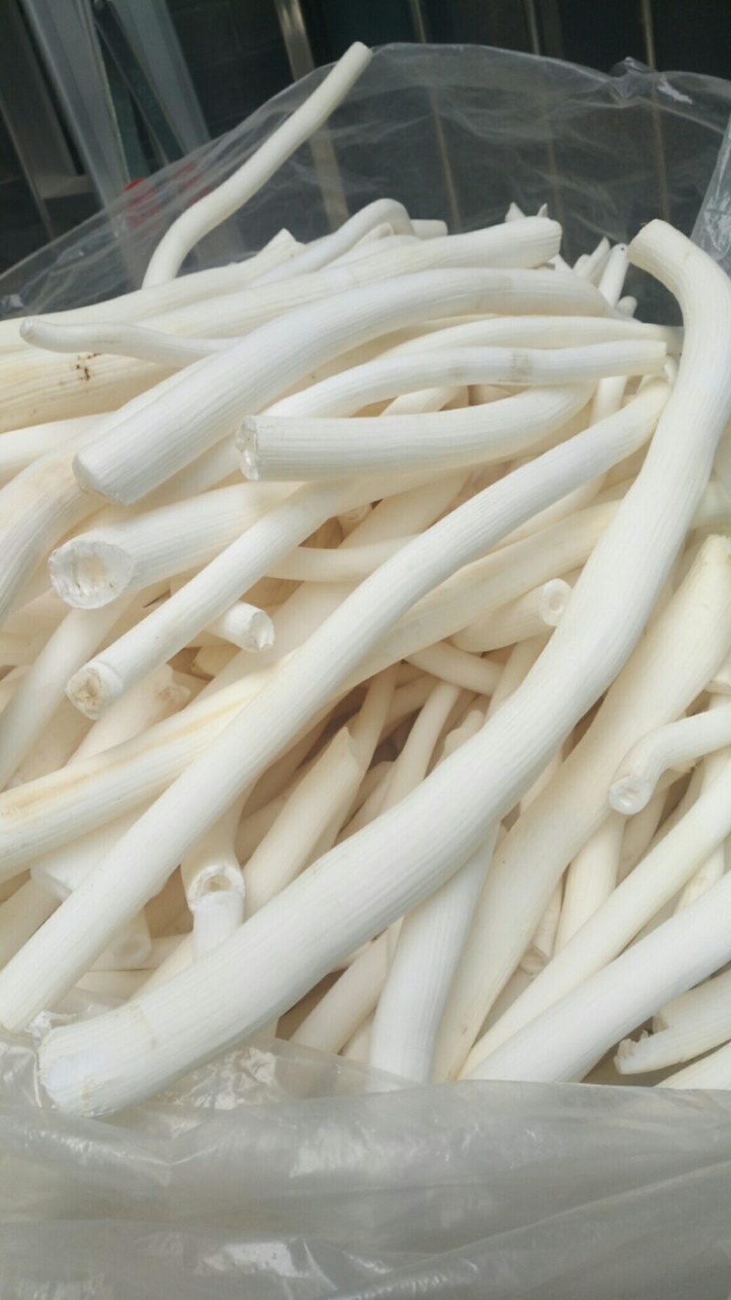 小通草