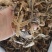 半开地龙个统装500g振兴药材购销站量大从优