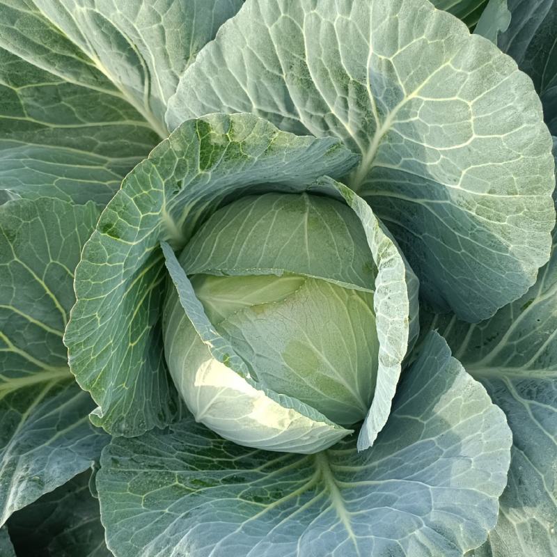 扁包菜，奥奇娜莲花白上市中，无虫无裂耐运输有需要的联系