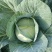 扁包菜，奥奇娜莲花白上市中，无虫无裂耐运输有需要的联系