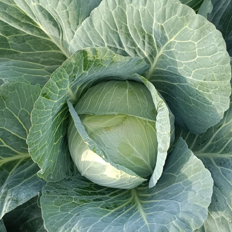 扁包菜，奥奇娜莲花白上市中，无虫无裂耐运输有需要的联系