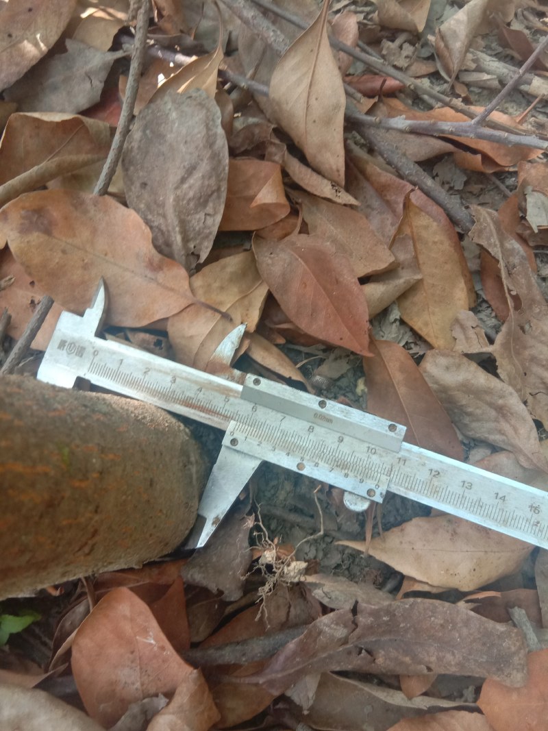 福建三明地区低价出售自家米径三公分以上木荷