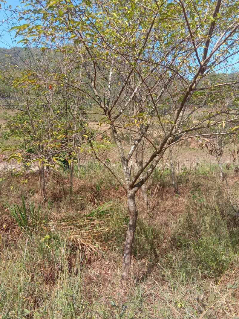 福建三明地区常年出售自家培育大量野鸦椿。