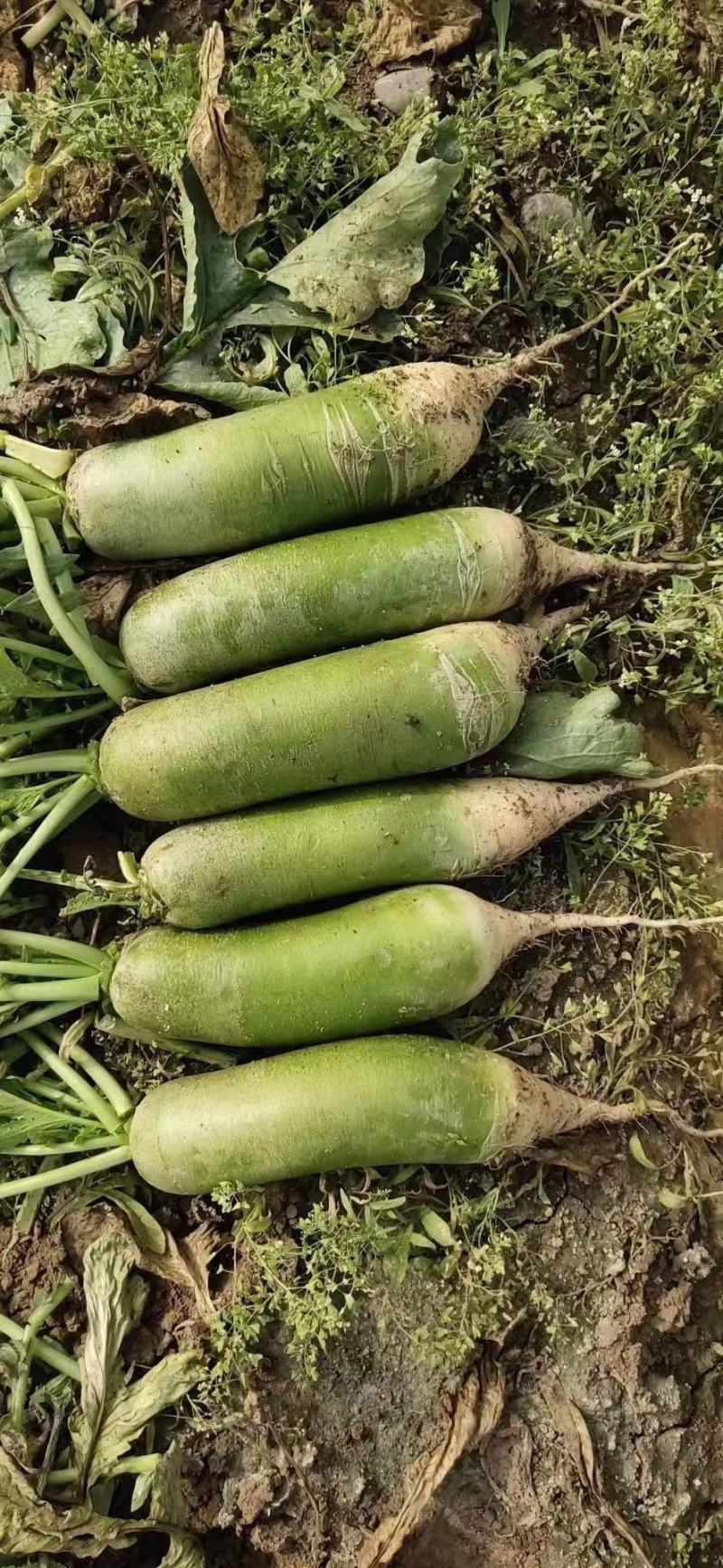 芸豆，四季豆代收各种精品寿光货，根茎类，茄果类，调味类。