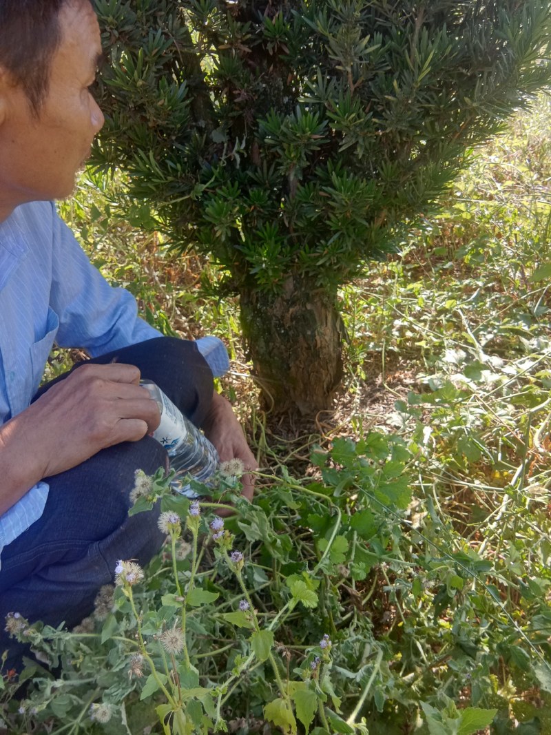 福建三明地区常年出售各种矮桩低分支罗汉松
