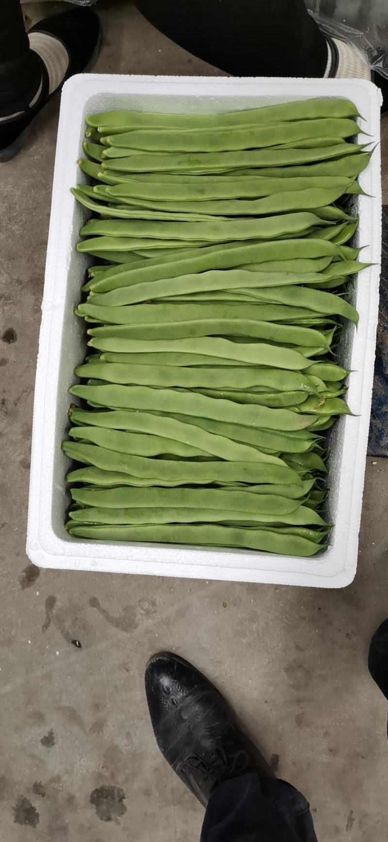 大红柿子代收各种精品寿光货，根茎类，茄果类，调味类。诚信