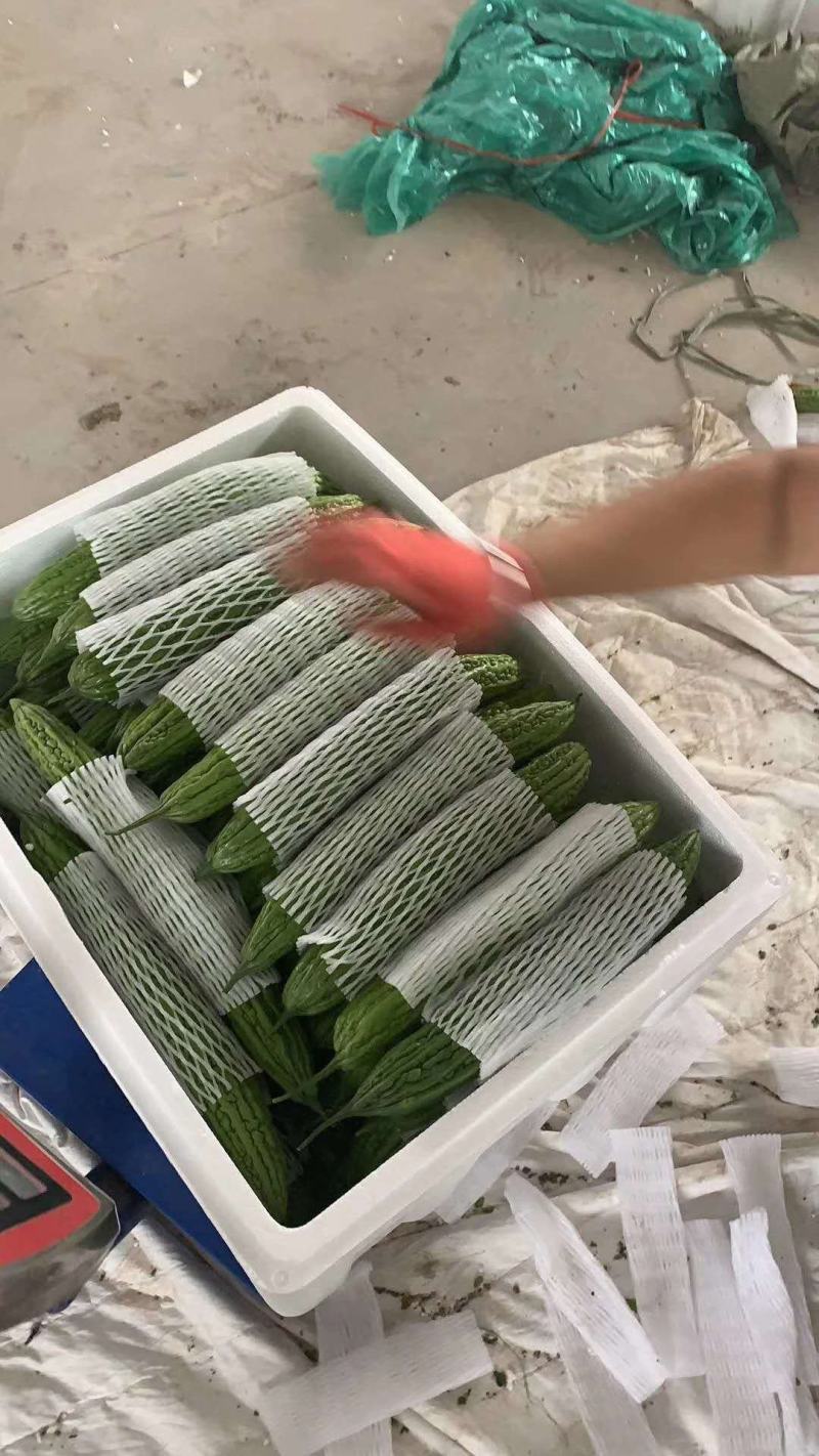 大红柿子代收各种精品寿光货，根茎类，茄果类，调味类。诚信