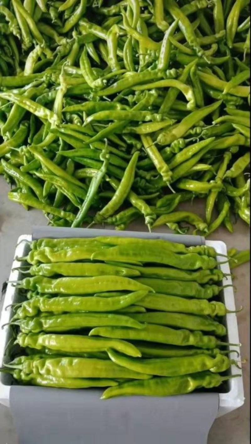 大红柿子代收各种精品寿光货，根茎类，茄果类，调味类。诚信