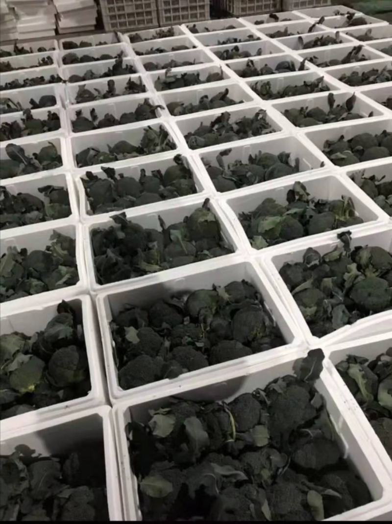 精品大红椒，泡椒欢迎采购代收各种精品寿光货，根茎类，茄果