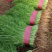 各种蔬菜