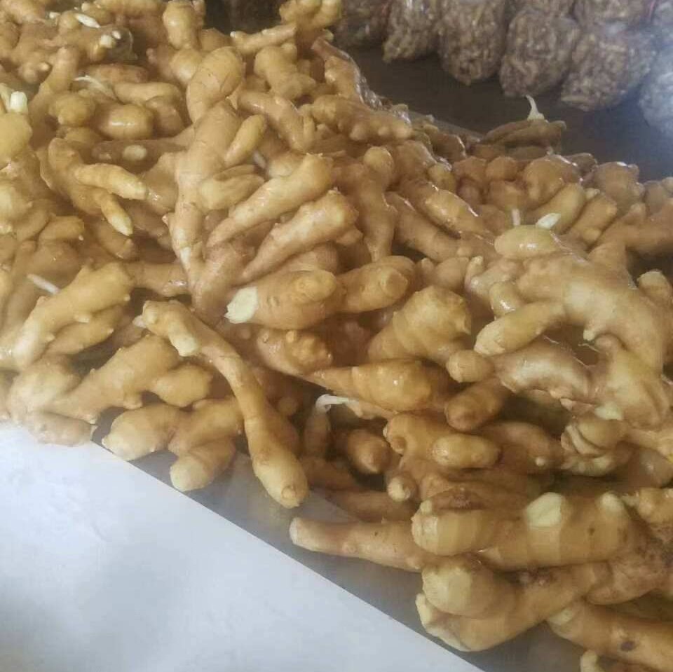 成熟怀姜的姜母特写