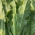 各种蔬菜