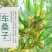 车桑子种子明油子种籽道路护坡灌木榨油入药荒地绿化水土保湿