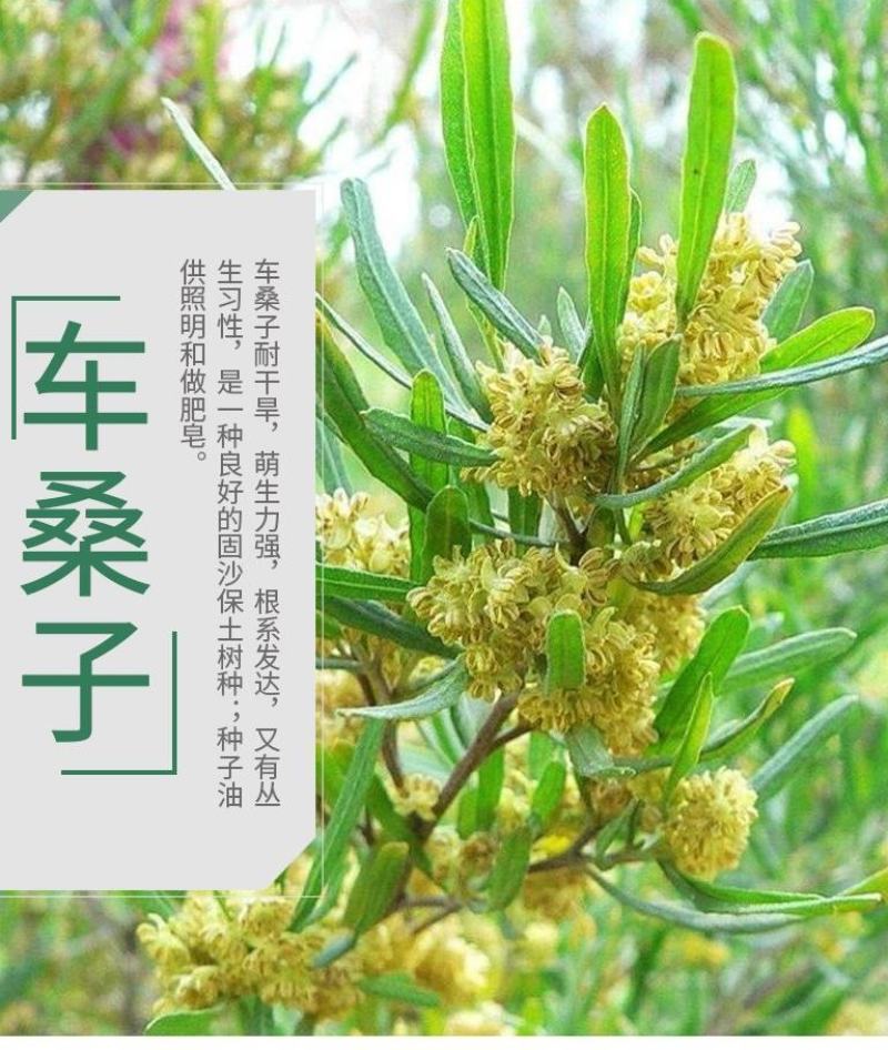 车桑子种子明油子种籽道路护坡灌木榨油入药荒地绿化水土保湿