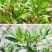 车桑子种子明油子种籽道路护坡灌木榨油入药荒地绿化水土保湿