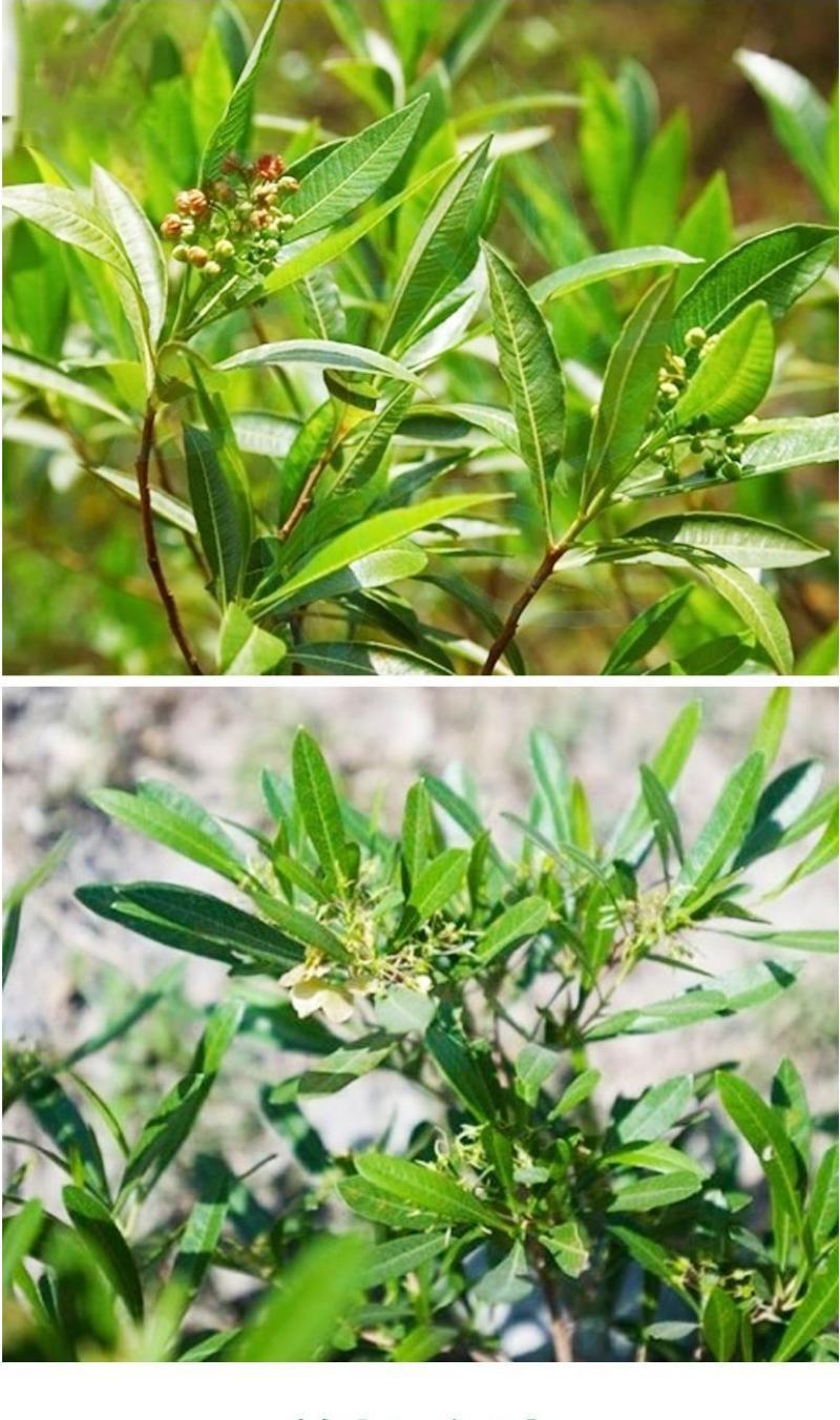 车桑子种子明油子种籽道路护坡灌木榨油入药荒地绿化水土保湿