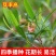 车桑子种子明油子种籽道路护坡灌木榨油入药荒地绿化水土保湿