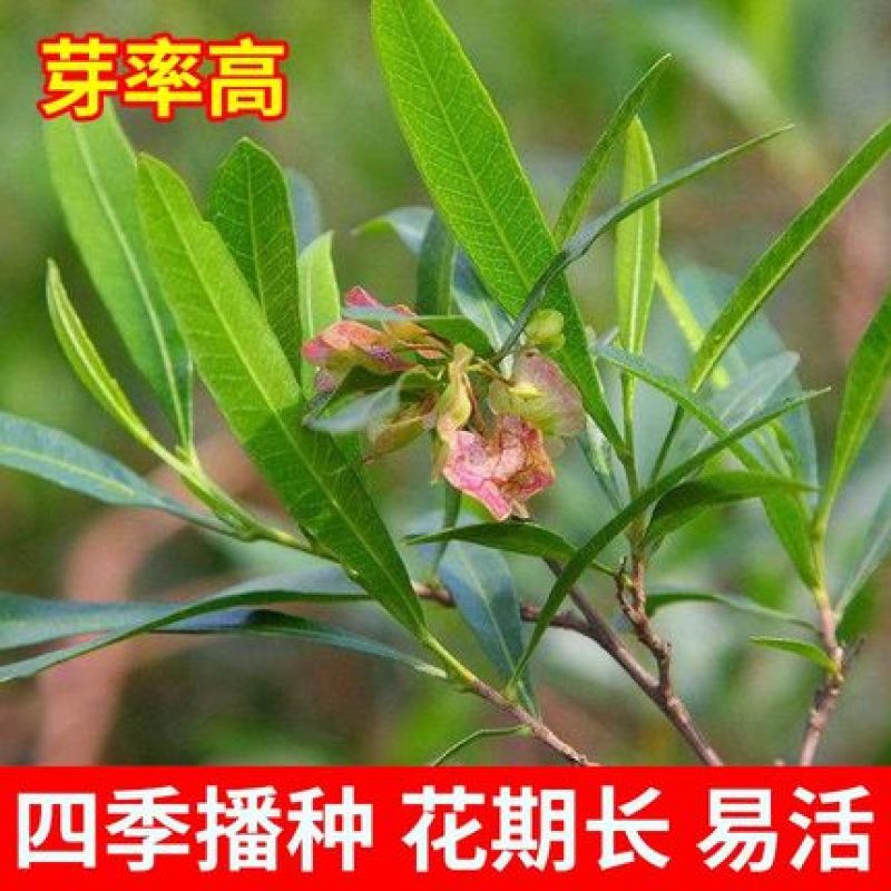 车桑子种子明油子种籽道路护坡灌木榨油入药荒地绿化水土保湿