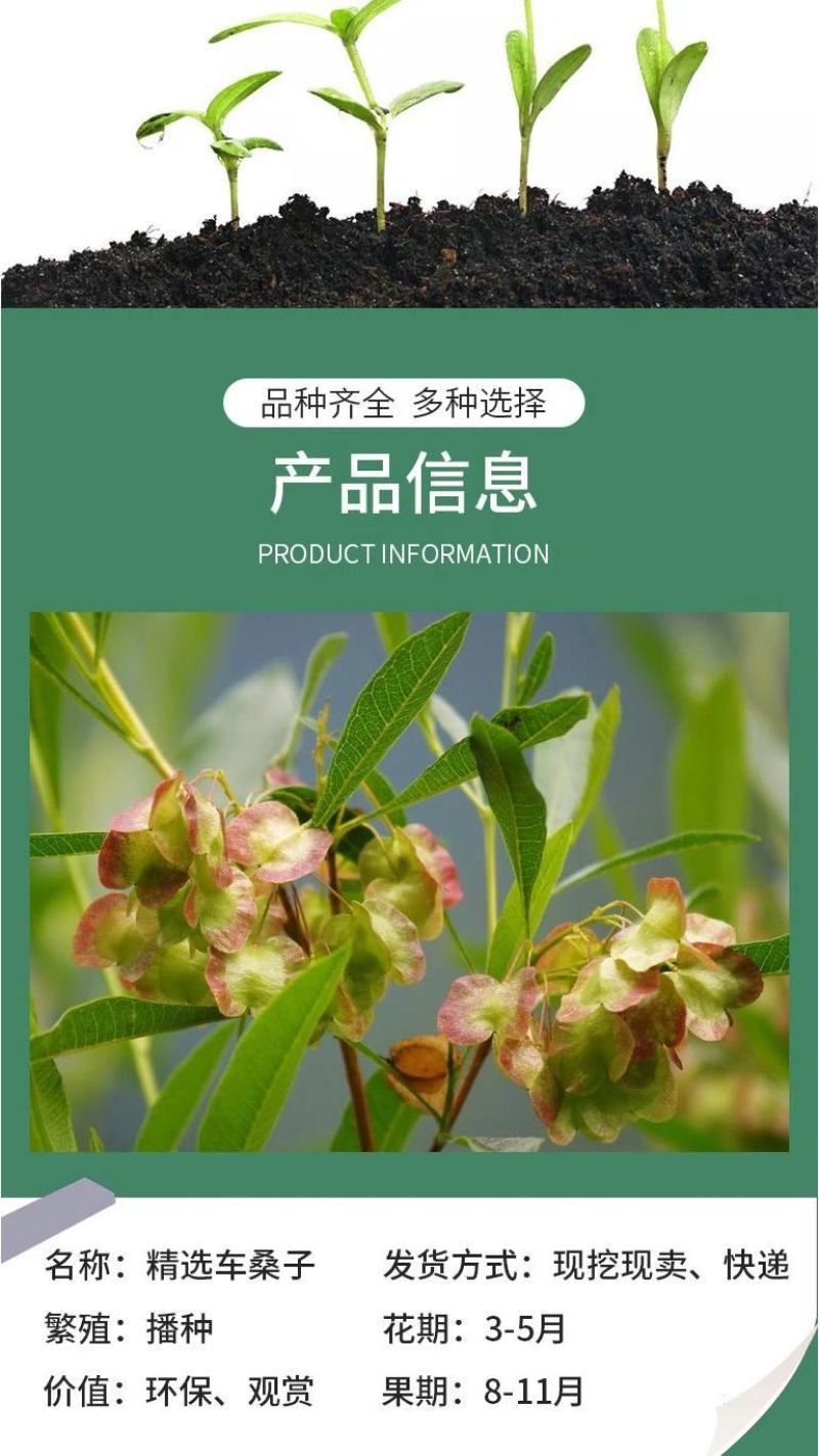 车桑子种子明油子种籽道路护坡灌木榨油入药荒地绿化水土保湿
