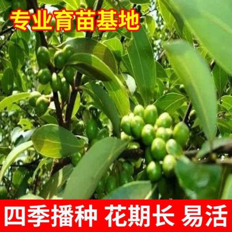 车桑子种子明油子种籽道路护坡灌木榨油入药荒地绿化水土保湿