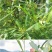 车桑子种子明油子种籽道路护坡灌木榨油入药荒地绿化水土保湿