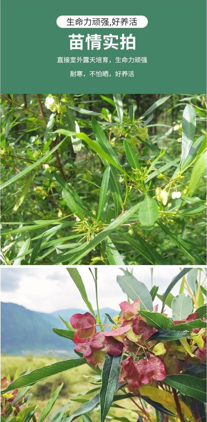 车桑子种子明油子种籽道路护坡灌木榨油入药荒地绿化水土保湿