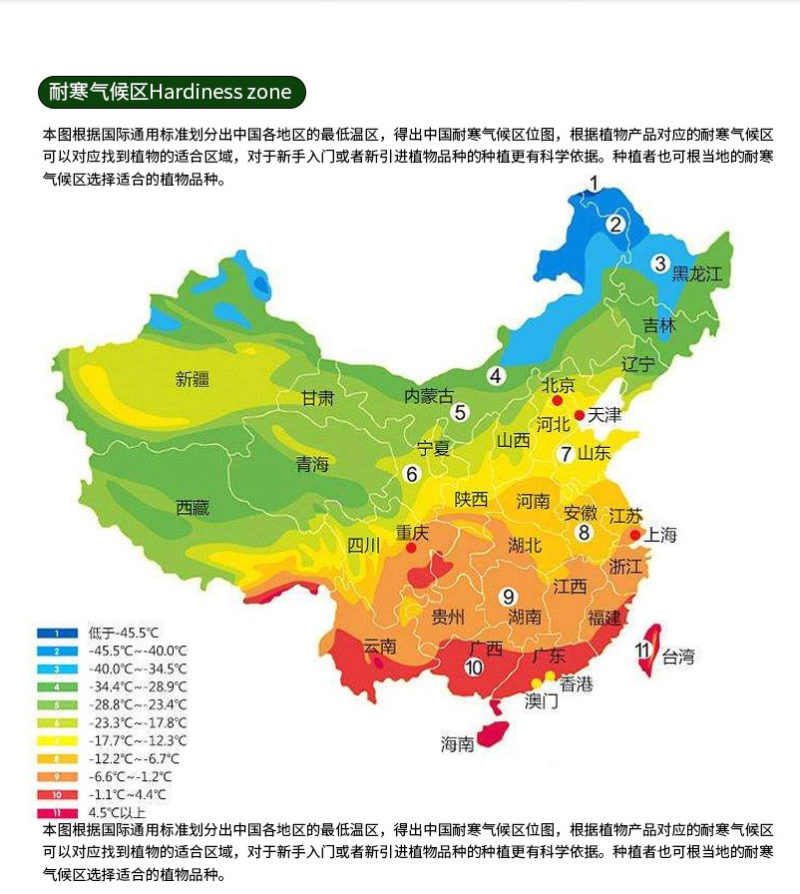 车桑子种子明油子种籽道路护坡灌木榨油入药荒地绿化水土保湿
