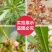 车桑子种子明油子种籽道路护坡灌木榨油入药荒地绿化水土保湿