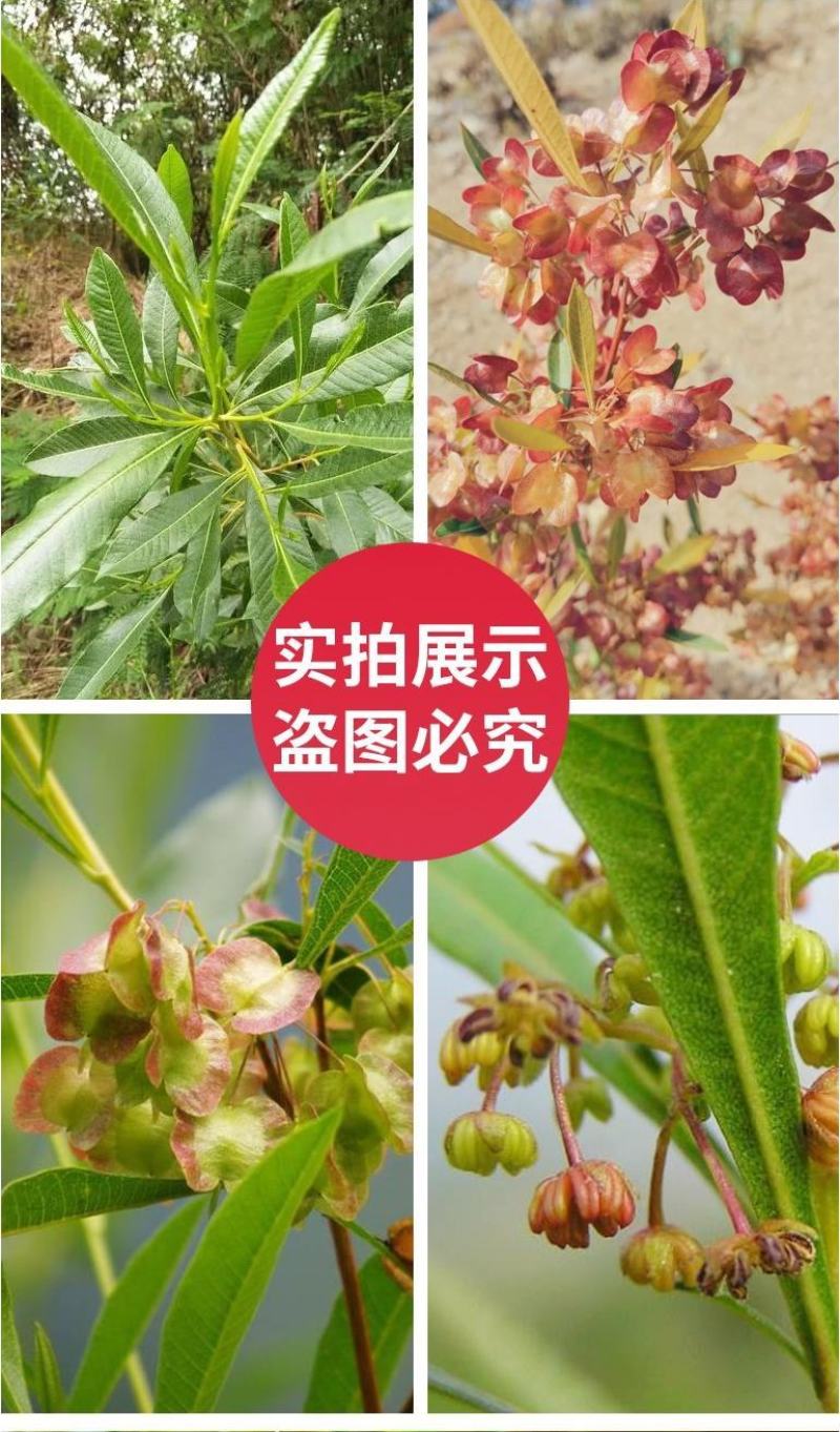 车桑子种子明油子种籽道路护坡灌木榨油入药荒地绿化水土保湿