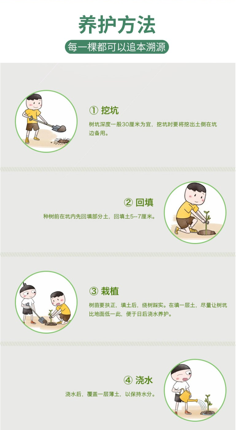 车桑子种子明油子种籽道路护坡灌木榨油入药荒地绿化水土保湿