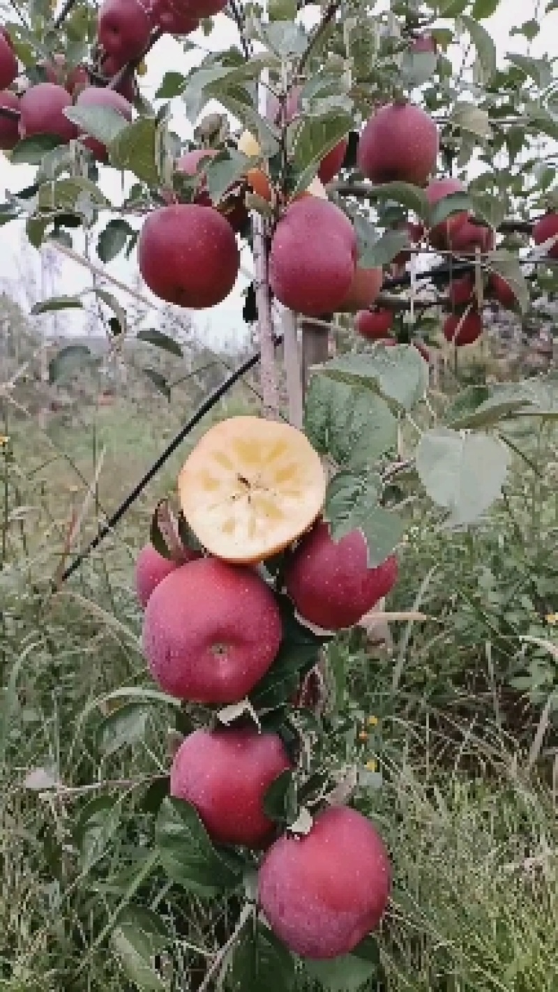 云南昭通苹果。樱桃小苹果《产地代办》市场电商主播供应