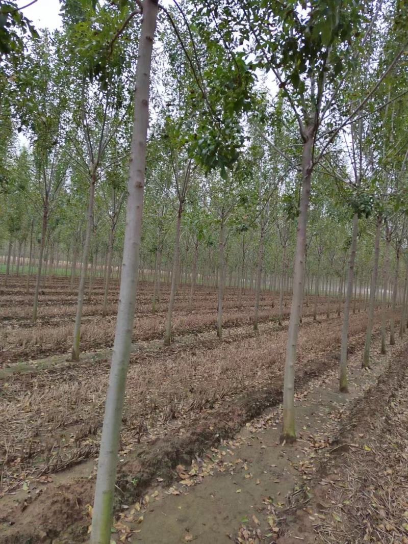 大叶白蜡速生白蜡3---15公分产地大量供应可看货