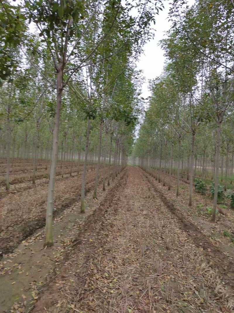 大叶白蜡速生白蜡3---15公分产地大量供应可看货