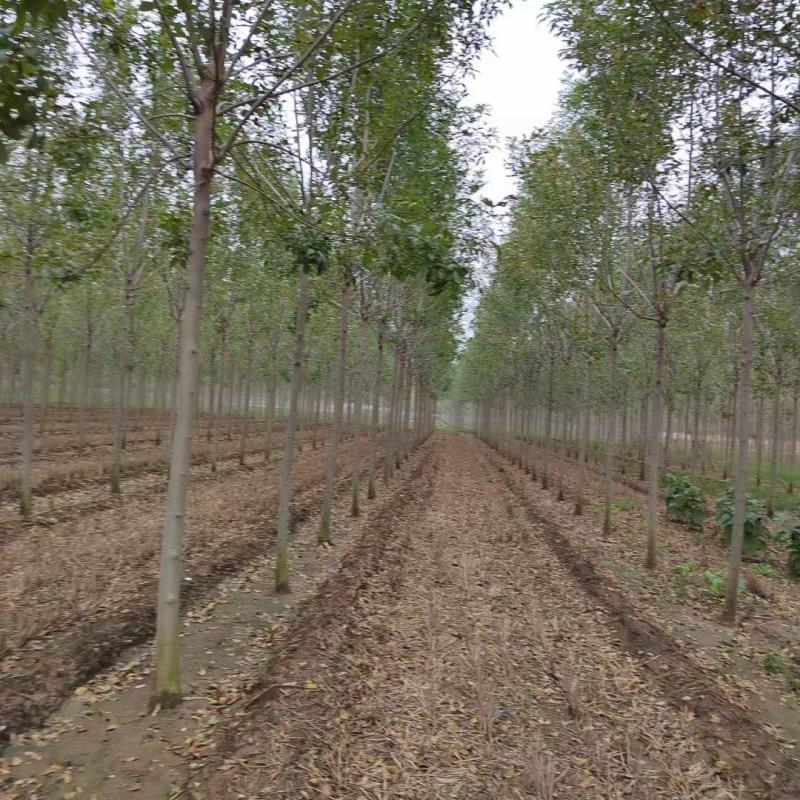 大叶白蜡速生白蜡3---15公分产地大量供应可看货