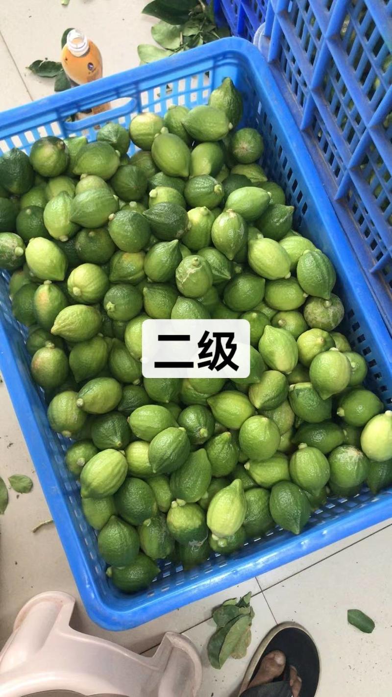 广东香水无籽柠檬二级，小青果大量出售！！