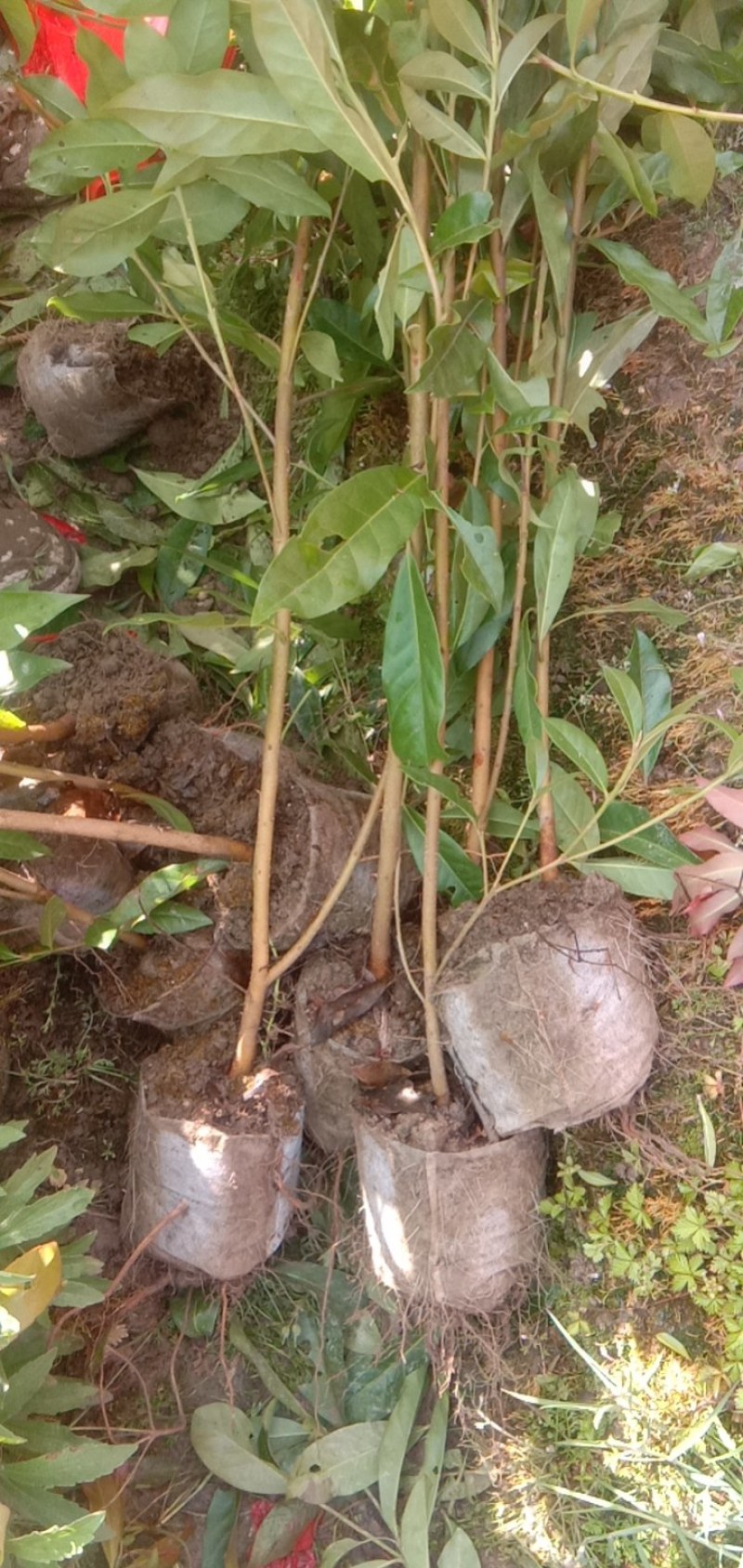 福建三明地区长期出售各种规格木荷无纺布袋苗