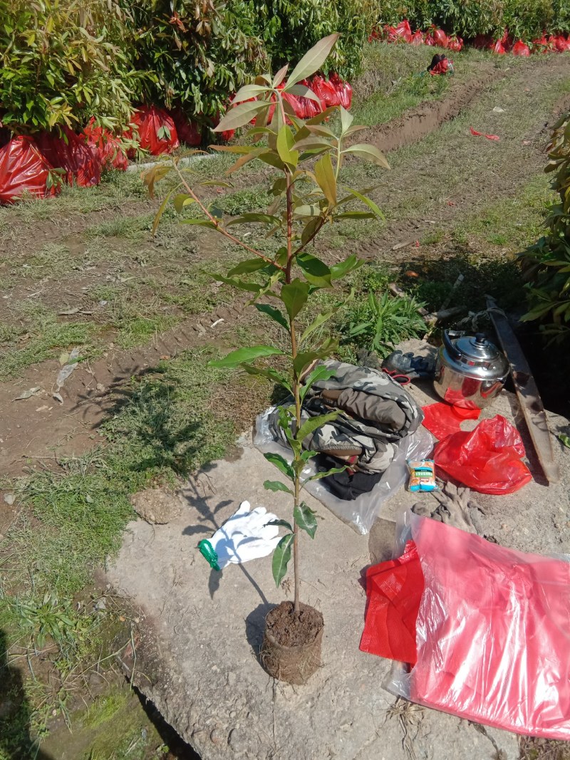 福建三明地区长期出售各种规格木荷无纺布袋苗