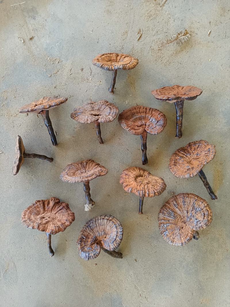 江西紫灵芝带粉灵芝不苦黑灵芝