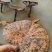 江西紫灵芝带粉灵芝不苦黑灵芝