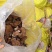 江西紫灵芝带粉灵芝不苦黑灵芝
