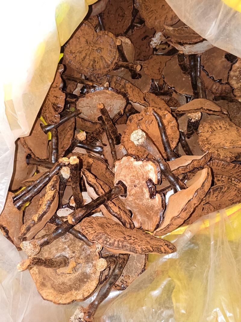 江西紫灵芝带粉灵芝不苦黑灵芝