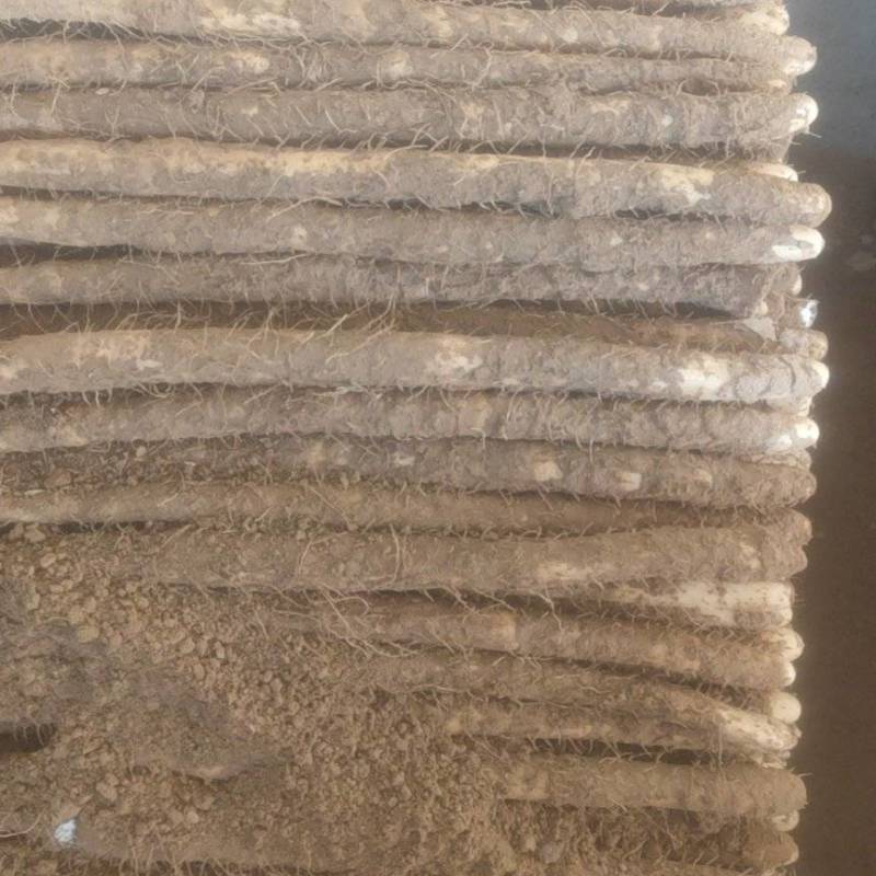 深州白嘴，中国山药看河北，白嘴山药看深州