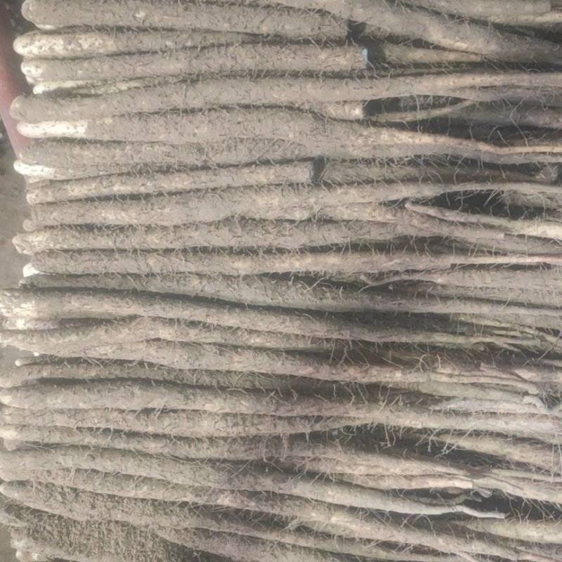 深州白嘴，中国山药看河北，白嘴山药看深州