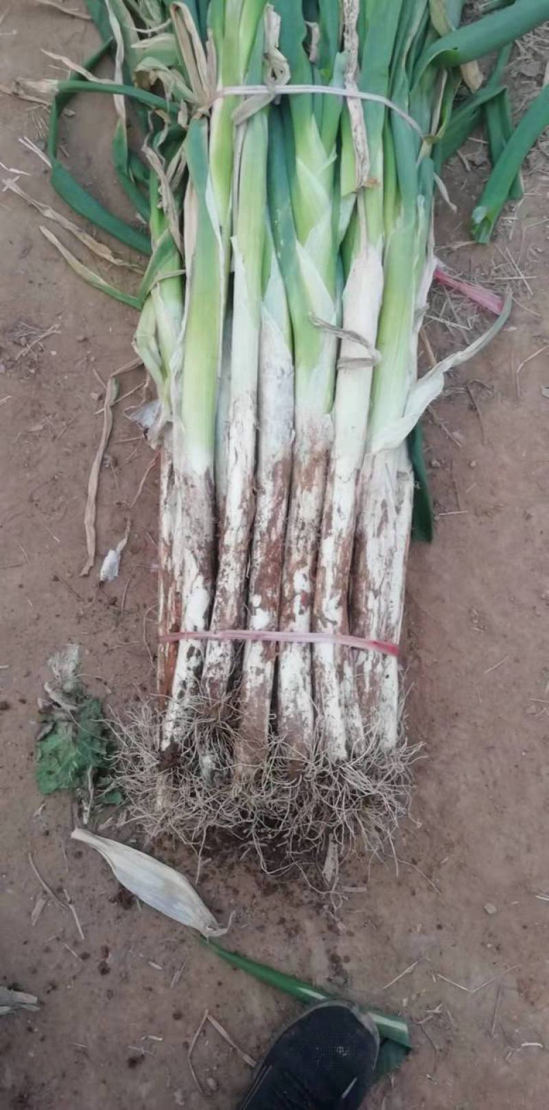 （精品）柏乡硕鑫大葱，质量保证，货源充足，保质保量