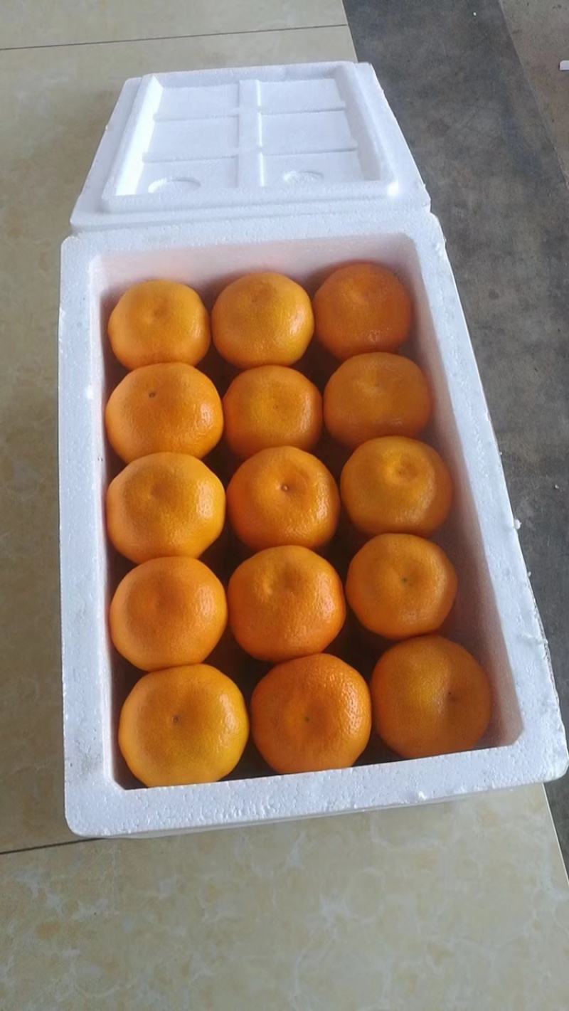 【精品】湖北精品蜜橘一手货源价格低，电商平台质量保证。