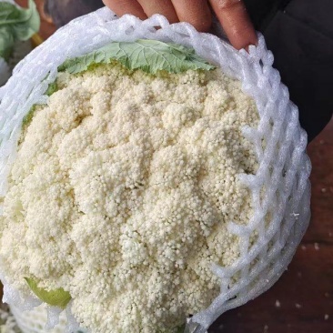 精品有机花菜，散花，菜花，清梗散花菜，专业做有机花菜