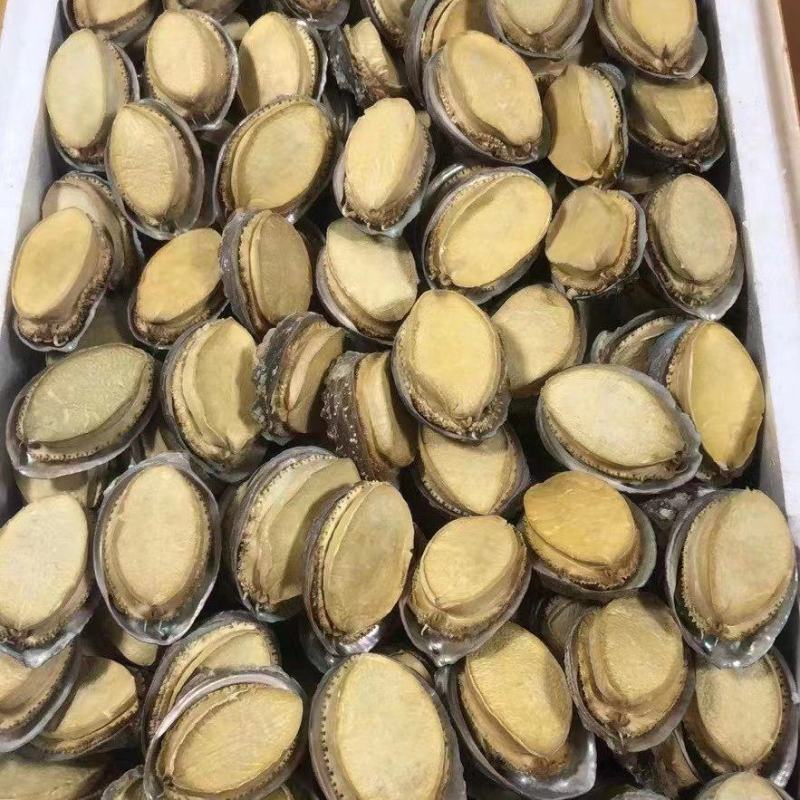 鲍鱼优质鲍鱼山东鲍鱼品质有保障欢迎选购